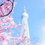 Pink Cherry Blossom Tree Under Blue Sky