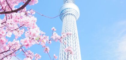 Pink Cherry Blossom Tree Under Blue Sky