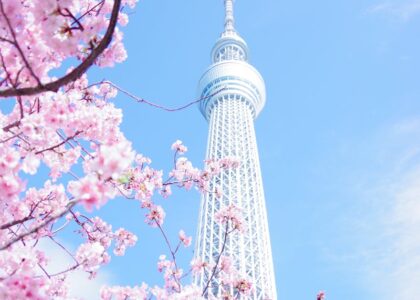 Pink Cherry Blossom Tree Under Blue Sky