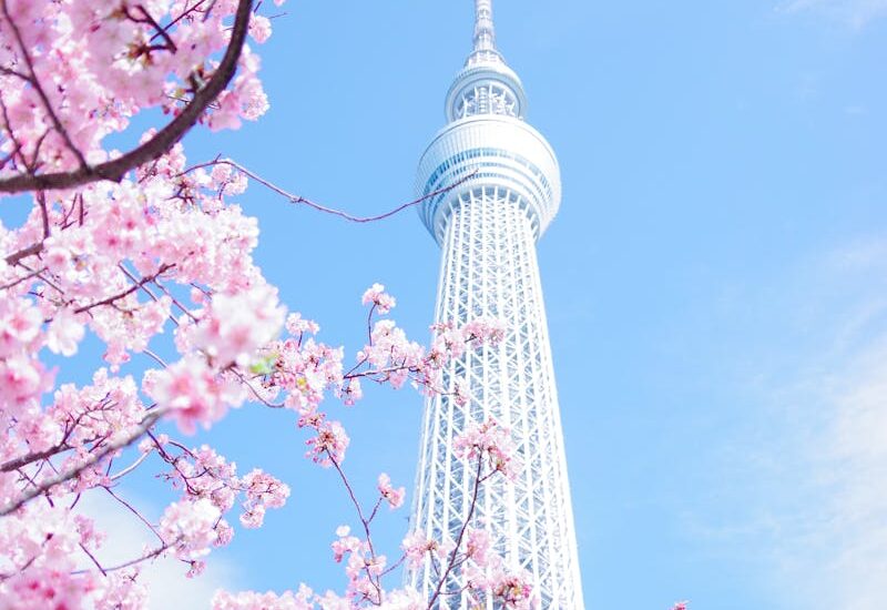 Pink Cherry Blossom Tree Under Blue Sky